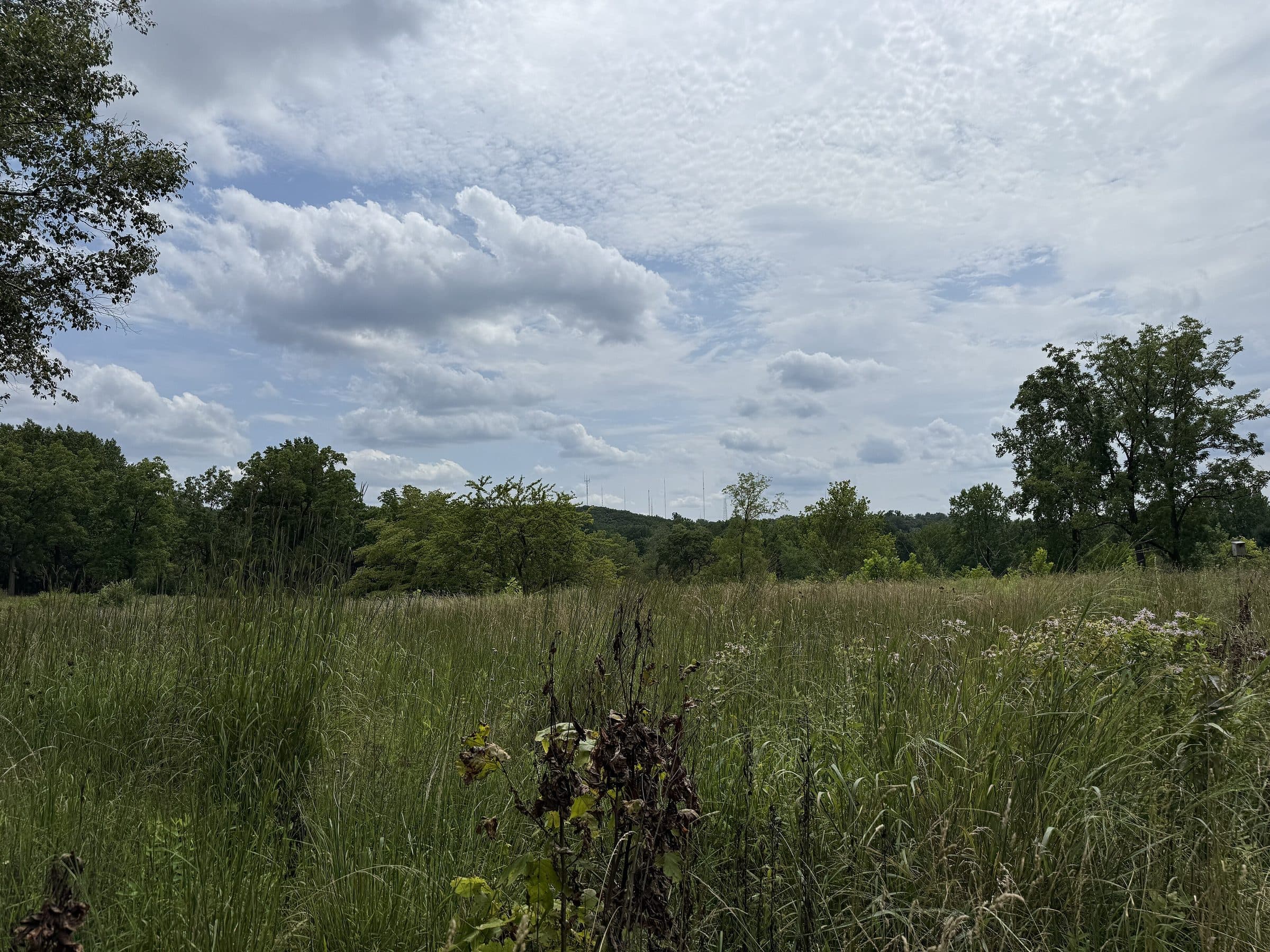 The Andorra meadow in Wissahickon Valley Park, on the southern edge of Lafayette Hill, Pennsylvania, looking south across long grass toward the treeline.