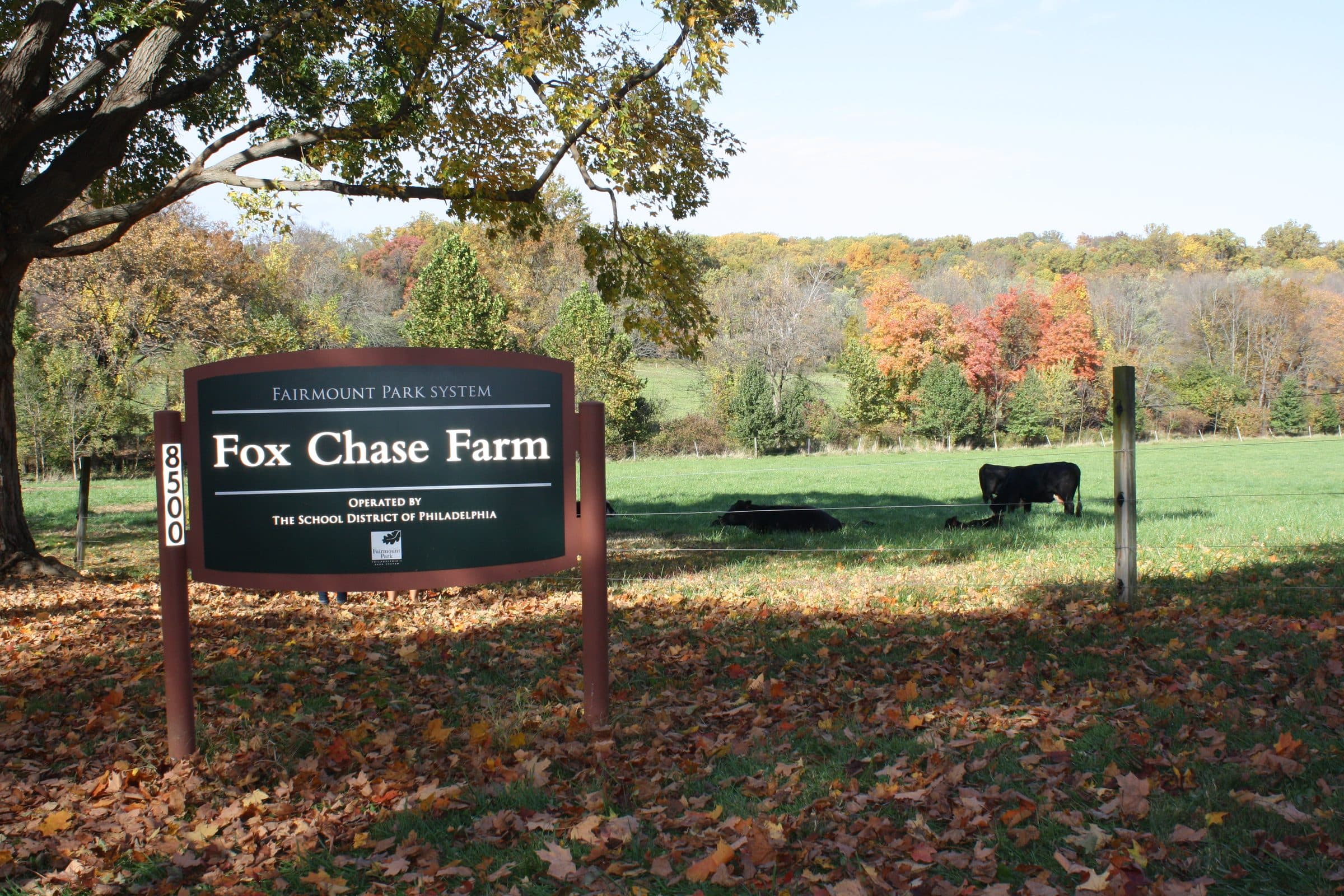 The Fairmount Park sign for Fox Chase Farm in the Fox Chase section of Philadelphia, with cattle grazing in the field behind it and autumn woods along the far edge.